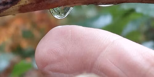 Forest Bathing\/ Shinrin Yoku