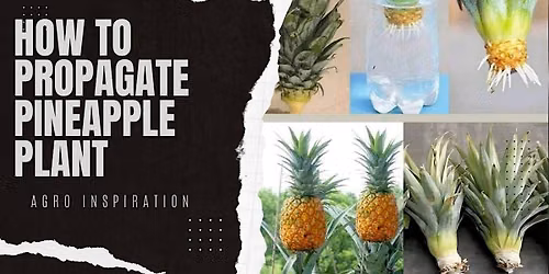 Propagating Pineapples
