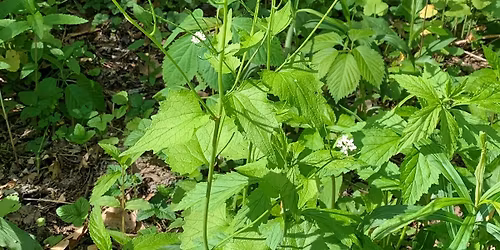 Garlic Mustard - Community Pull