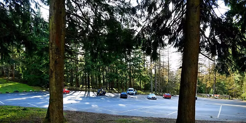 Wild Medicine Plant Walk - Neil McNulty (Wild Medicine Monk)