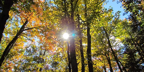 Explore the Flora and Fauna of Horse Mountain in Williamsburg, MA 