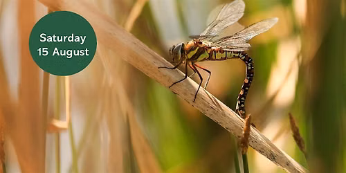 Ouse Burn Way: Dragonfly Walk