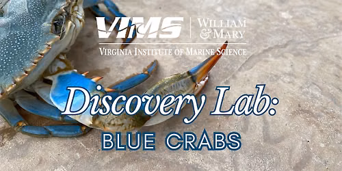 Discovery Lab: Blue Crabs