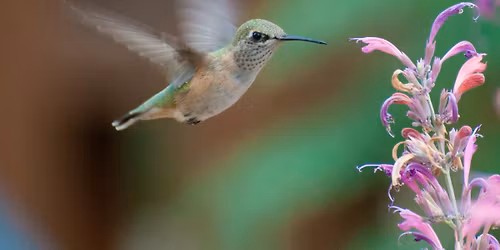 Hummingbirds of the Colorado Front Range