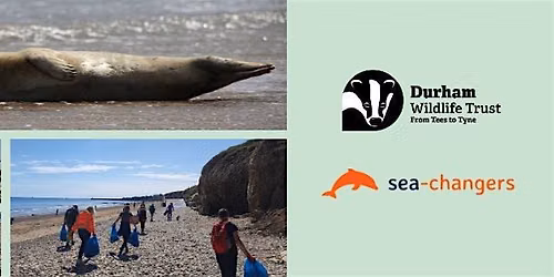 Sea Rangers: Beach clean & shark egg hunt