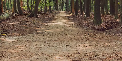 Forest Bathing & Forest Floor Inks
