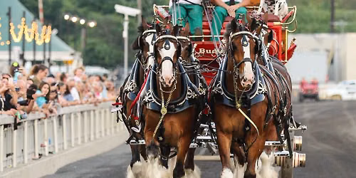 The Budweiser Clydesdales 