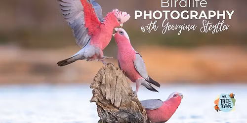 Birdlife Photography