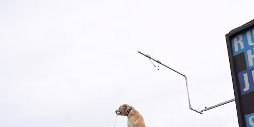 DockDogs\u00ae at the Scheels Hunting Expo | Sandy, UT
