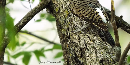 Bird ID Program with Bill & Jerry