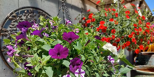 Hanging Basket Workshop