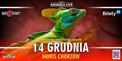 Animals Live CHORZ\u00d3W - 14 Grudnia 2025 Terrarystyka & Akwarystyka & Botanika