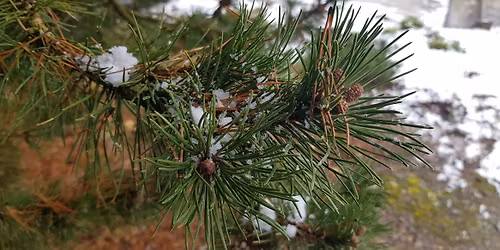 Immer wieder sonntags !!  -  "Es weihnachtet sehr"  -  Pflanzen im adventlichen Brauchtum