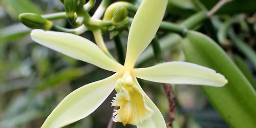 Did You Know Vanilla is an Orchid?