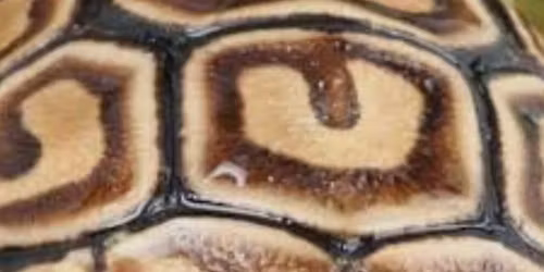 gloversaquatics st42px raffle