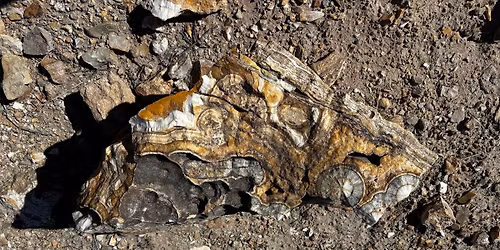 2026 January Club Meeting!