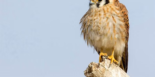 Guided Birding at Hulls Gulch