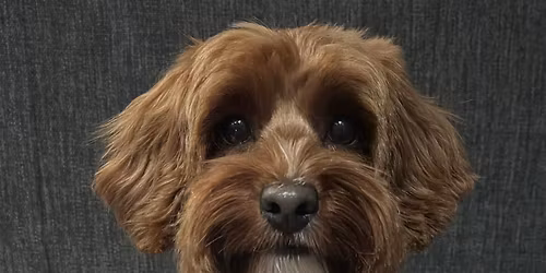 Selectie Wedstrijden detectie 2026 Kynero 