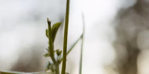 GRACE -hiljaisuuden retriitti Karjalohjalla