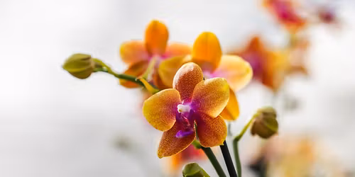 24th Annual GAOS Orchid Show