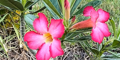 9-12-2026 Examining the desert rose (succulent)