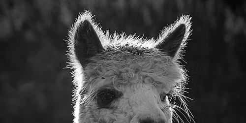 Alpaca Walking Experience