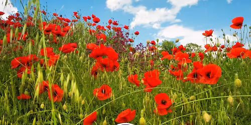 Funky Town Live at The Dawley Royal British Legion Poppy Dance