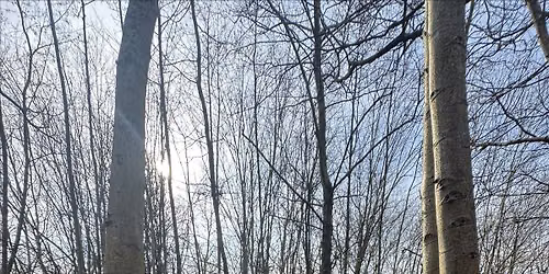 Manicure in the woods - a unique self care opportunity immersed in nature