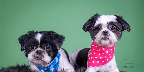 Meet and Greet Adoptable Pets