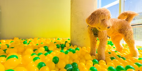 BARKADE: An Indoor Arcade for Dogs