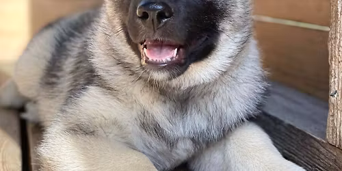 Dressurkurs for valper og unghunder