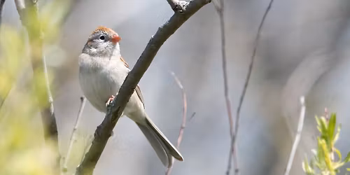 Birding Blandford Nature Center \ud83c\udf31 
