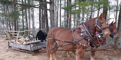2026 North American Suffolk Punch Association annual meeting.