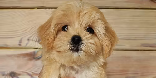 Emma\u2019s Maltipoo 