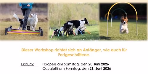 Hoopers- & Cavaletti Workshop mit Bettina Falzeder
