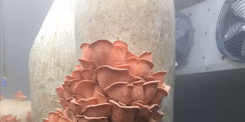 Weekend Gardening Series: Mushrooms in Our Garden Beds