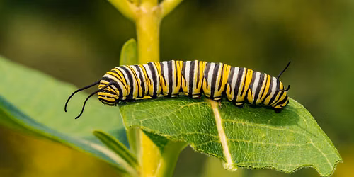 All About Butterflies - A Nature Adventure for Kids Ages 5\u201310