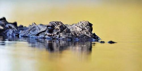 Biennial Okefenokee Science Symposium
