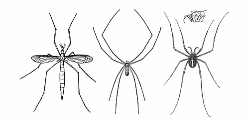 Parking Daddy Long Legs