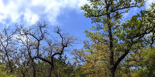Find Tranquility Among the Lost Pines - Bastrop (Day hike)
