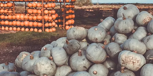 Halloween Farm