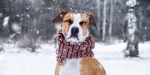 Best Life Gives Back - Holiday Fundraiser Pack Walk