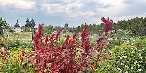 Permaculture Solutions at Mission Meadows Community Garden