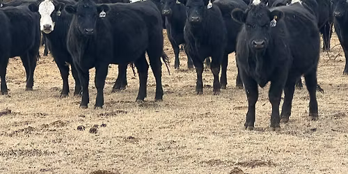 Bred Cow & Heifer Sale