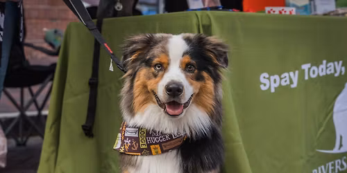 The Dublin Barkers Market 