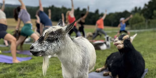 Goats & Grains Yoga at Dancing Grain Farm Brewery