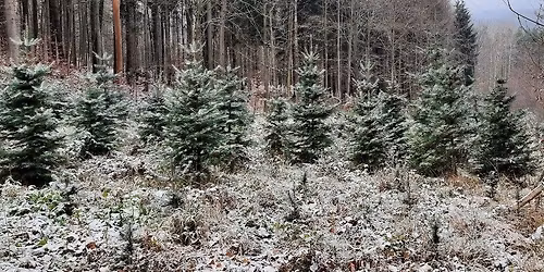 V\u00e1no\u010dn\u00ed stromky z lesa