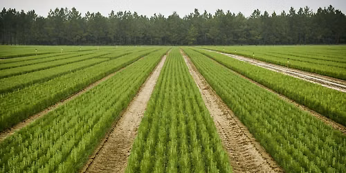 ArborGen Bullard Nursery Tour: Inside the Nursery