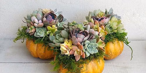 Pumpkin Succulent Terrarium Class