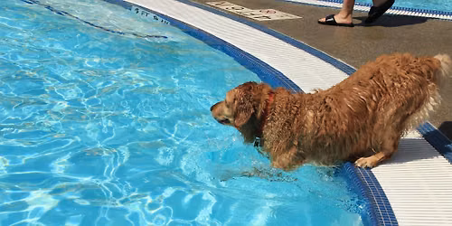 Paws in the Pool - 9\/13\/2026